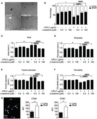 Neurogenesis-Promoting Natural Product α-Asarone Modulates Morphological Dynamics of Activated Microglia